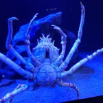 giant spider crab