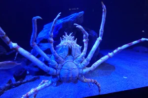 Japanse reuzenkrab