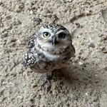Burrowing Owl