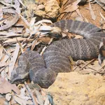 Common Death Adder