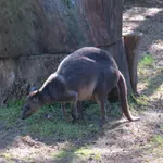 Brown Dorcopsis