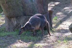 Mullerwallabie