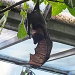 Variable Flying Fox.