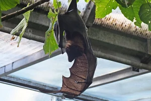 Variable Flying Fox.