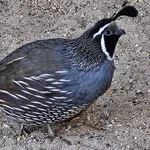 California Quail