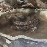 Cuban Boa