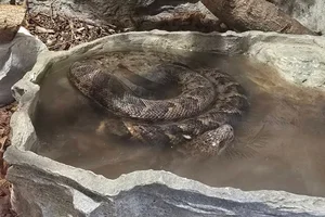 Cubaanse boa