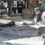 Leopard Seal
