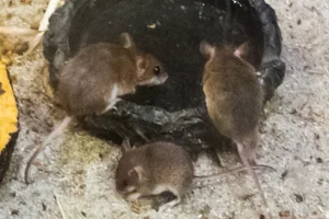 West African Pygmy Mouse