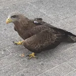 Yellow-billed Kite