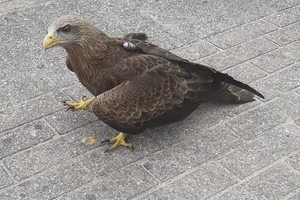 Geelsnavelwouw
