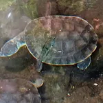 Geoffroy's Side-necked Turtle