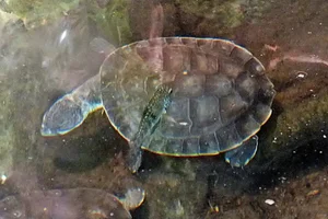 Donkere paddenkopschildpad