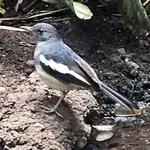 Oriental Magpie-Robin