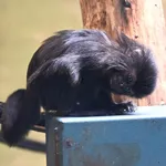 Goeldi’s Monkey