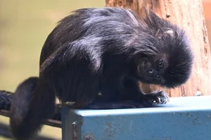 Springtamarin