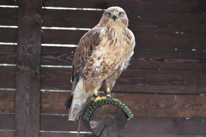 Rosse Ruigpootbuizerd