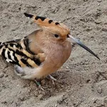 Common Hoopoe