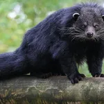 Binturong