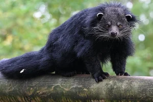 Palawan binturong