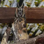 Eurasian Long-eared Owl