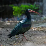 Northern Bald Ibis