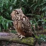 Indian Eagle-Owl