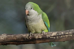 Monniksparkiet