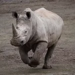 White Rhino