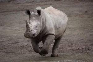 Witte Neushoorn