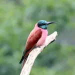 Northern Carmine Bee-eater