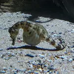 Pot-bellied Seahorse