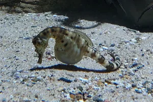 Pot-bellied Seahorse