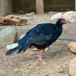 Edwards's Pheasant