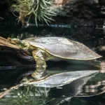 Texas Spiny Softshell