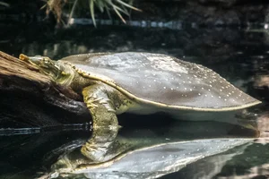 Texas Spiny Softshell