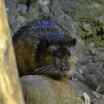 Common Water Rat