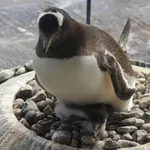 Gentoo Penguin