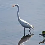 American Great Egret