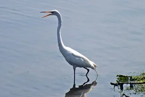 Amerikaanse grote zilverreiger