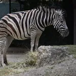 Bontequagga