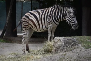 Zebra
