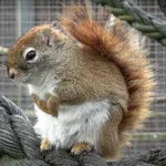Red Squirrel