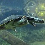 Mary River Turtle