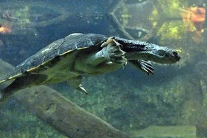 Mary River Turtle
