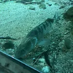Eurasian Pikeperch