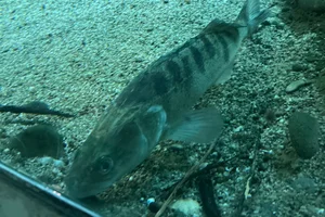 Snoekbaars