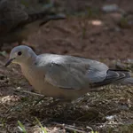 African Collared Dove