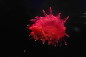 Laetmogone maculata