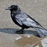 Carrion Crow
